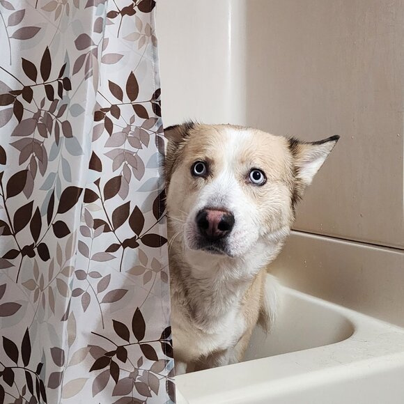 Meet your Posher, Sherie - Picture 1 of 6